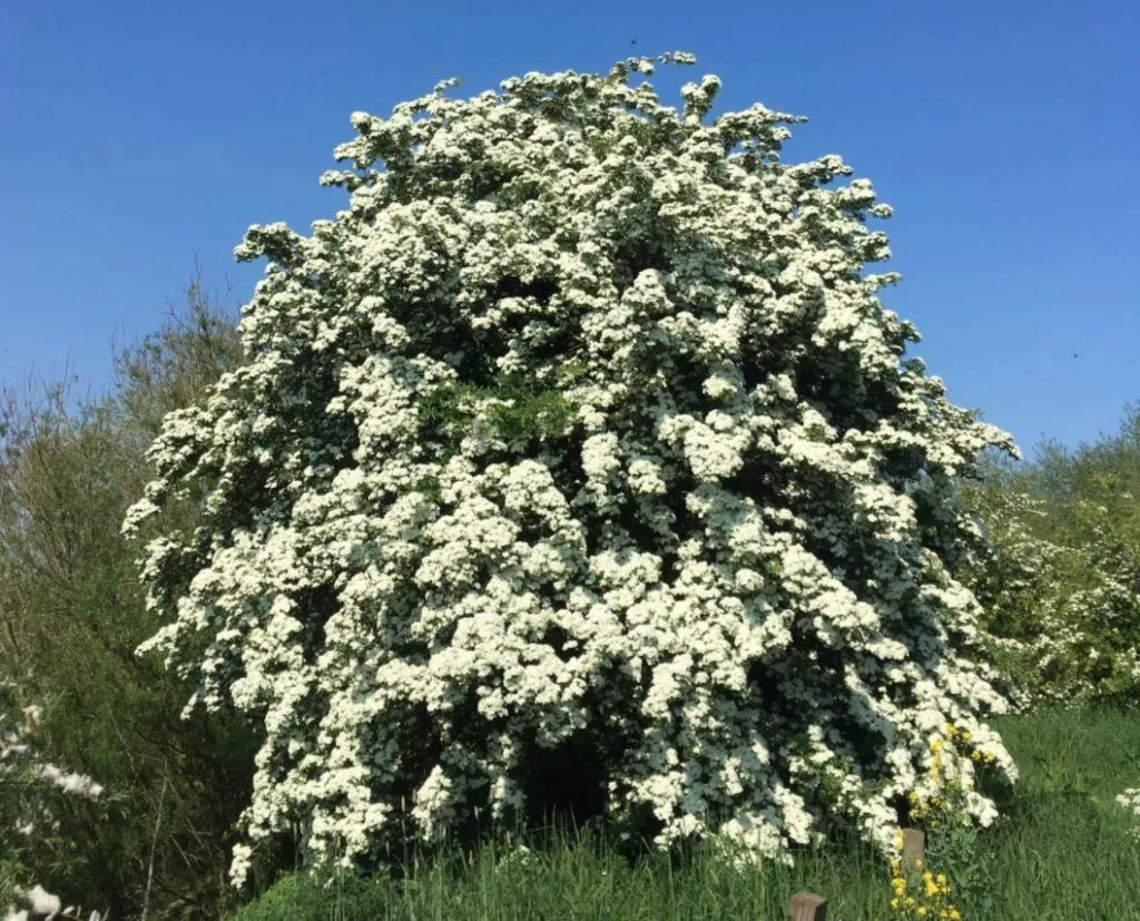 Memorial tree make it wild
